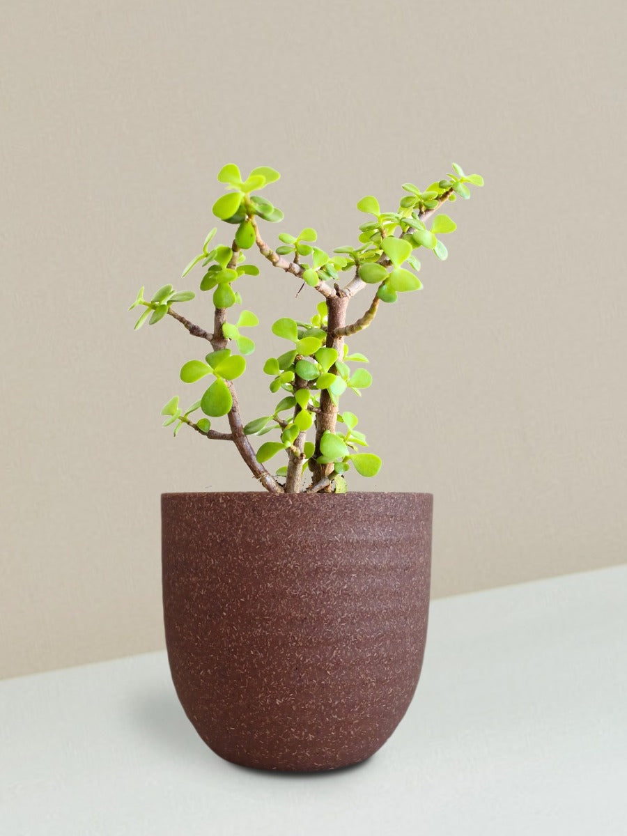 Jade Mini Plant Gift in Eco Pot (Small)
