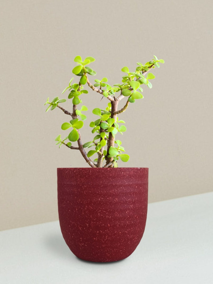 Jade Mini Plant Gift in Eco Pot (Small)