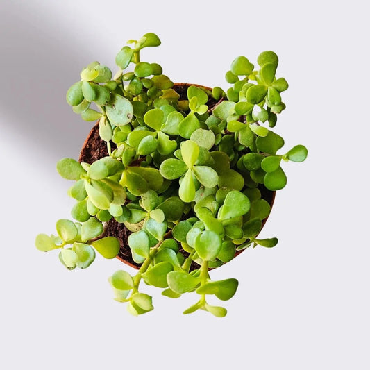 Indoor Plants Combo for Home Decor in Eco Pots (Small)