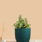 Jade Plant (Small) in Eco Pot