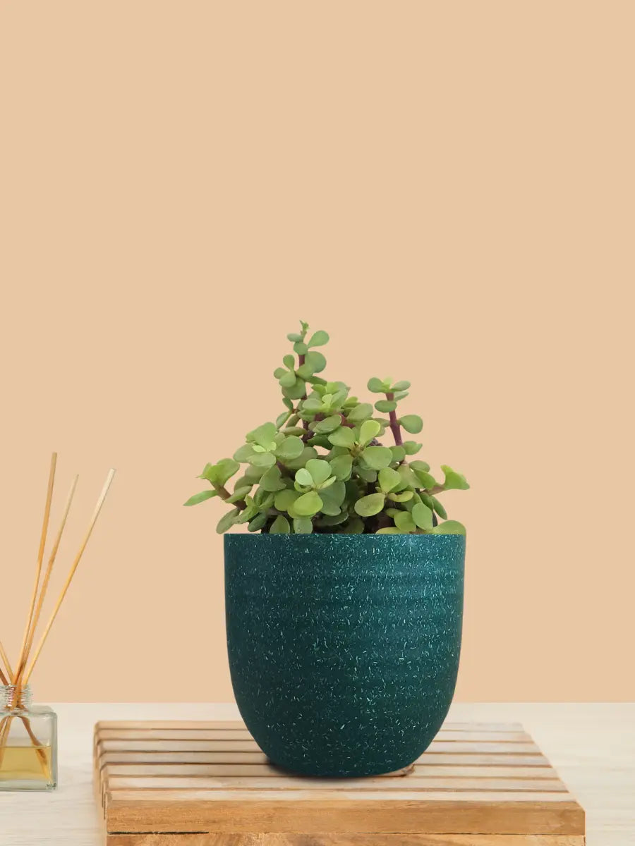 Jade Plant (Small) in Eco Pot