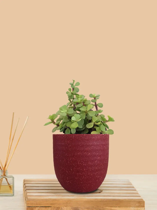 Jade Plant (Small) in Eco Pot