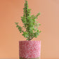 Jade Mini (Large)