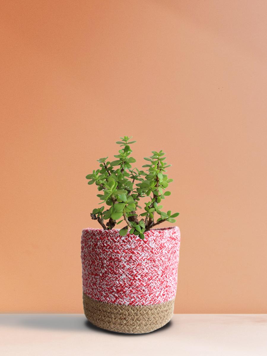 Jade Mini Plant Gift in Eco Pot (Medium)