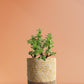 Jade Mini Plant Gift in Eco Pot (Medium)