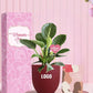live indoor plants for corporate women's day gifting