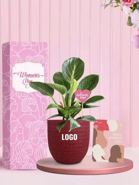 live indoor plants for corporate women's day gifting