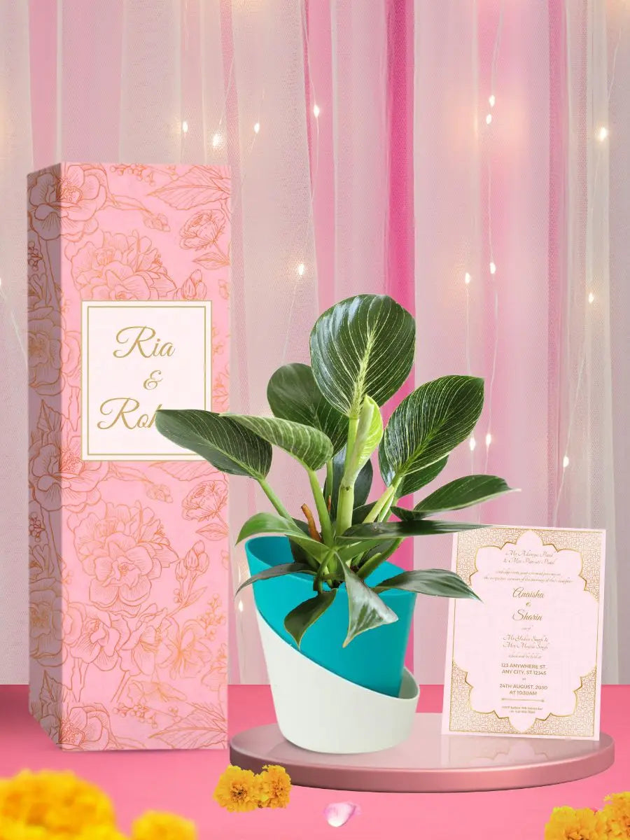 live plant for marriage return gifts indian wedding