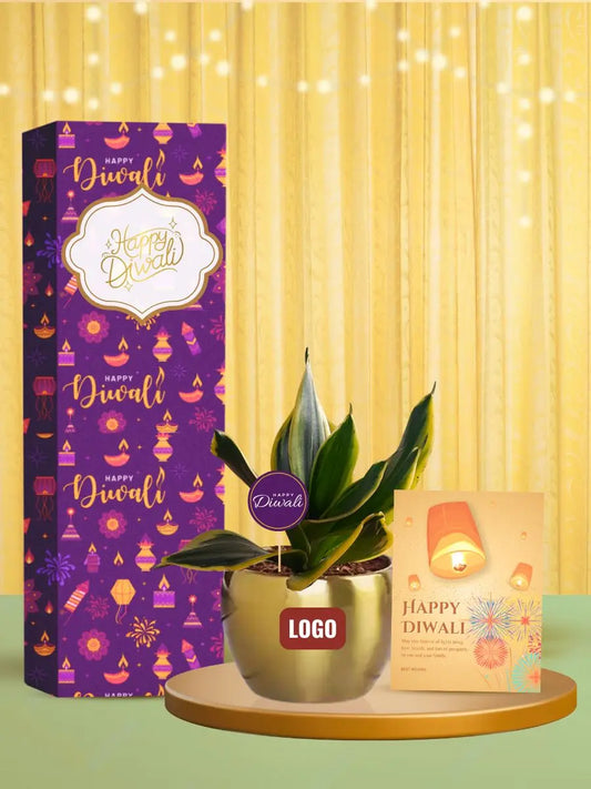 long lasting potted plants for diwali corporate gifting