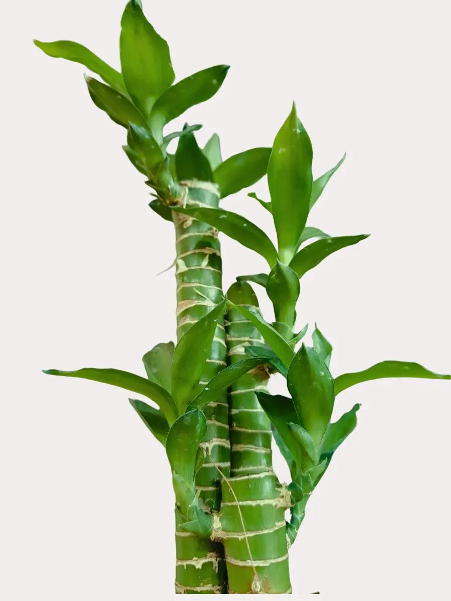 Lotus Bamboo Plant (Small) in Eco Pot