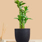 Lotus Bamboo Plant (Small) in Eco Pot