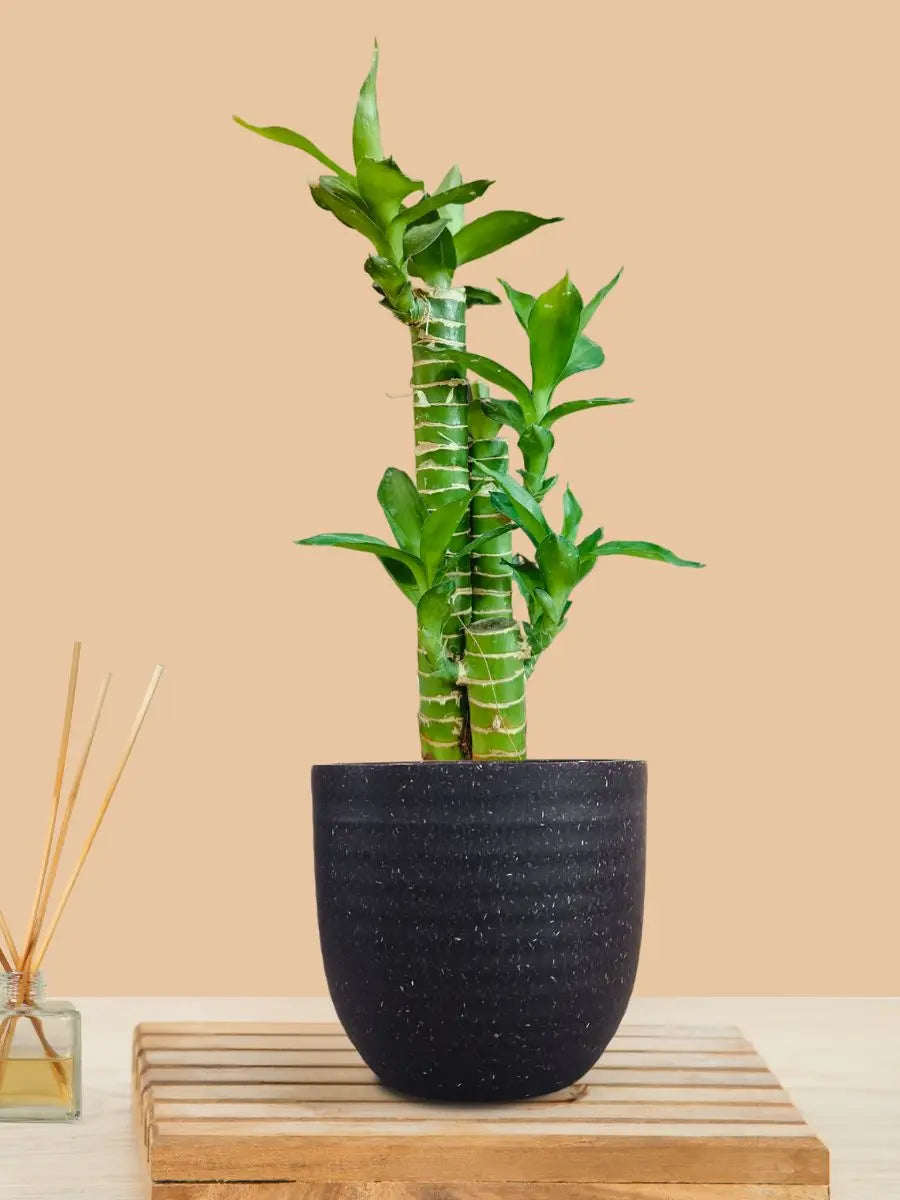 Lotus Bamboo Plant (Small) in Eco Pot