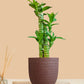 Lotus Bamboo Plant (Small) in Eco Pot