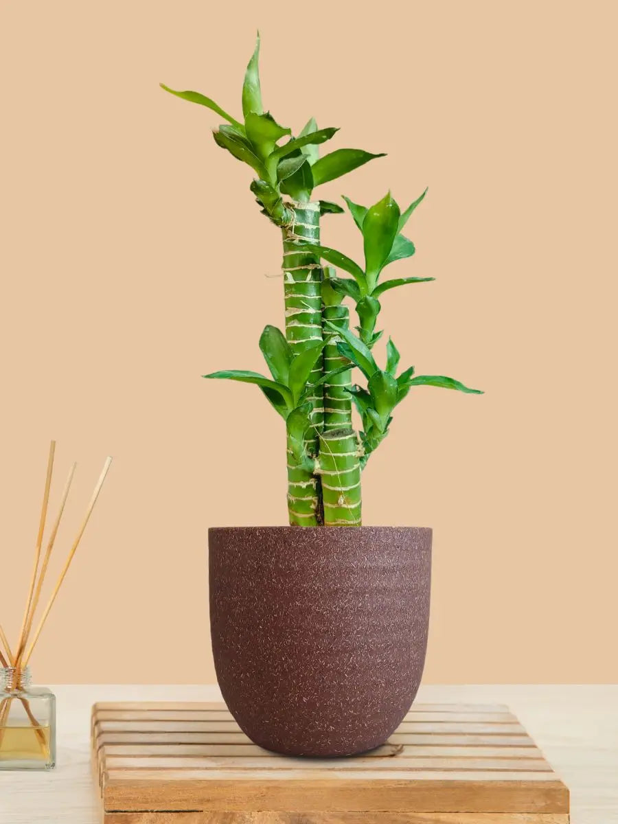 Lotus Bamboo Plant (Small) in Eco Pot