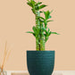 Lotus Bamboo Plant (Small) in Eco Pot