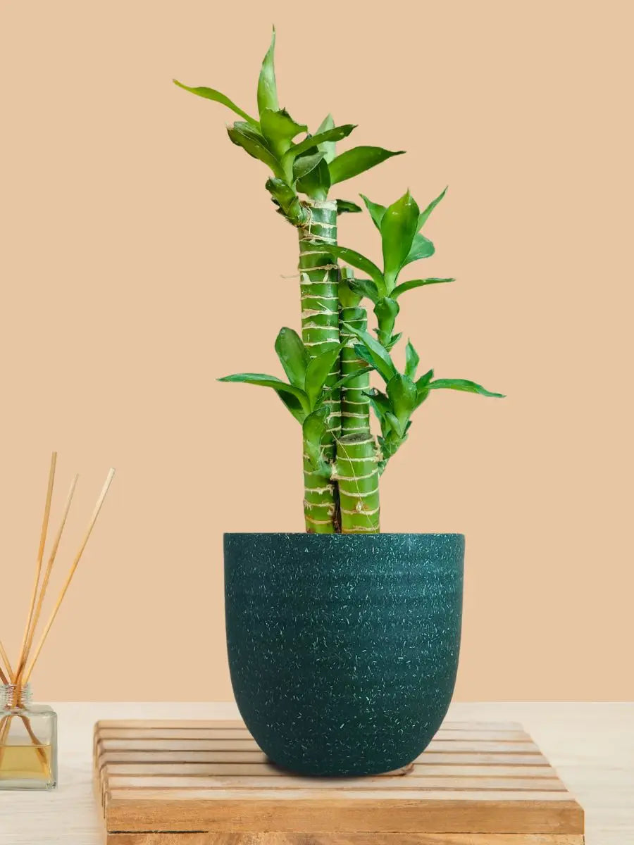 Lotus Bamboo Plant (Small) in Eco Pot