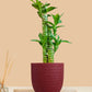 Lotus Bamboo Plant (Small) in Eco Pot