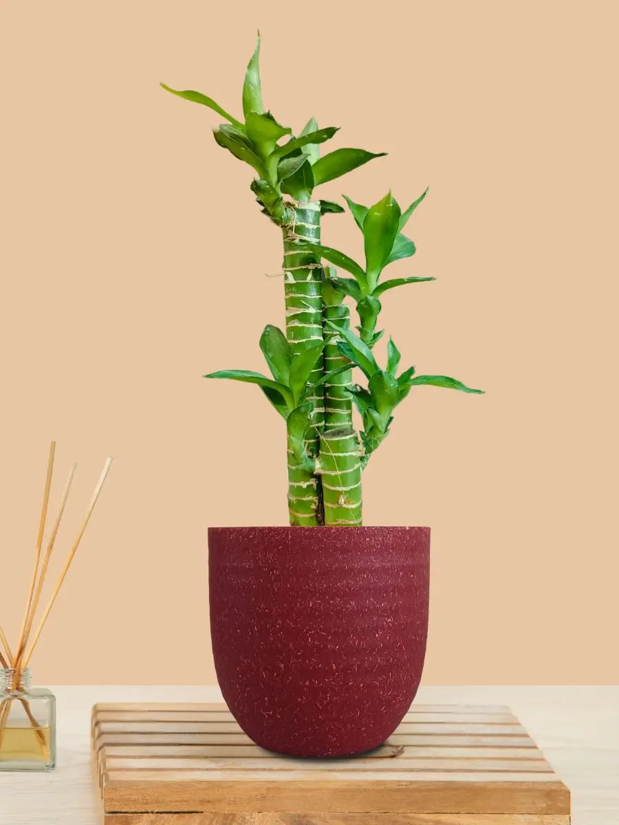 Lotus Bamboo Plant (Small) in Eco Pot