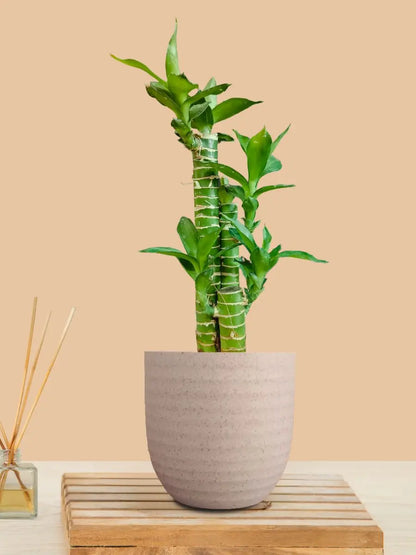 Lotus Bamboo Plant (Small) in Eco Pot