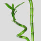 easy care lucky bamboo plants from greenkin