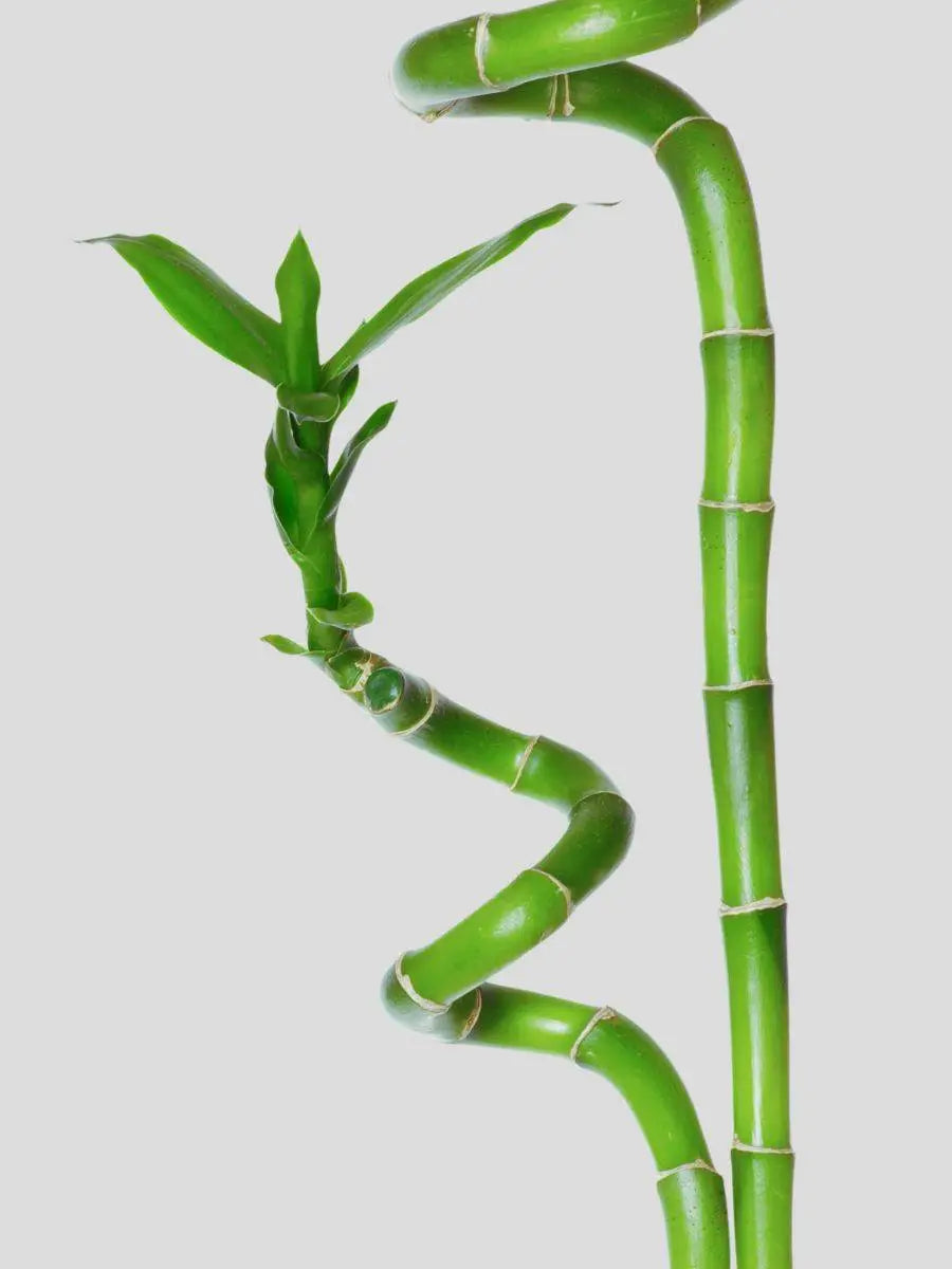easy care lucky bamboo plants from greenkin