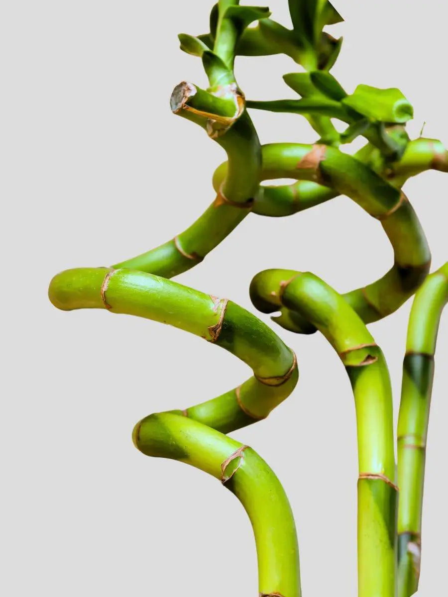 High quality Lucky Bamboo Spiral for sale