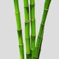 5 sticks lucky bamboo online
