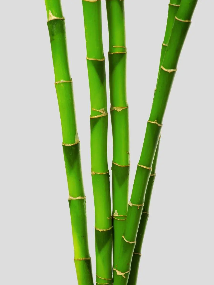 5 sticks lucky bamboo online