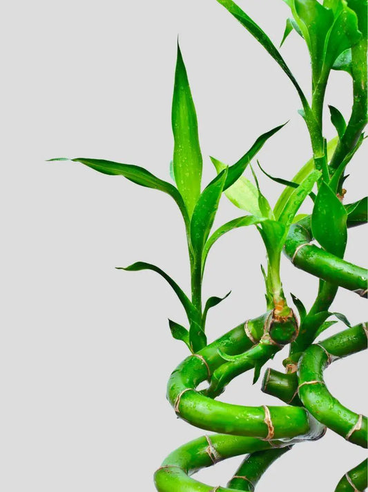 shop lucky bamboo plant sticks