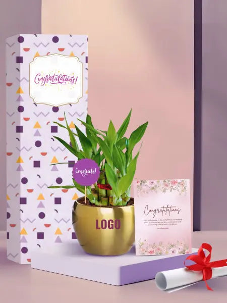 lucky bamboo plant as symbolic gifts for recognition events