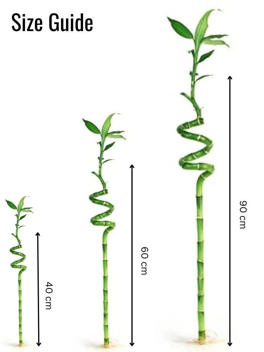 various sizes of lucky bamboo plant available