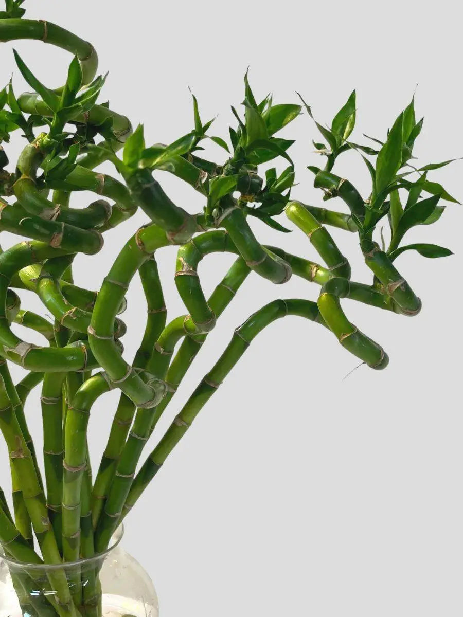 Lucky Bamboo Plant – Greenkin