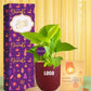 lucky money plants for prosperity diwali corporate gifting