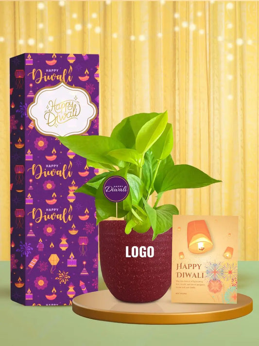 lucky money plants for prosperity diwali corporate gifting