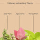 Money Attracting Plants Combo (Small)