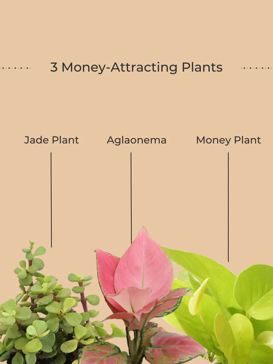 Money Attracting Plants Combo (Small)