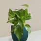 Money Plant Gold King Gift in Eco Pot (Small)