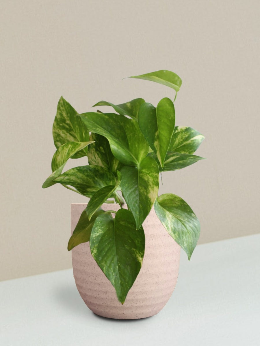 Money Plant Gold King Gift in Eco Pot (Small)
