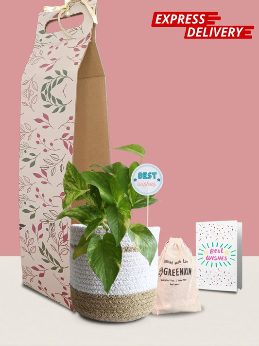 Money Plant Gold King Gift in Eco Pot (Medium)