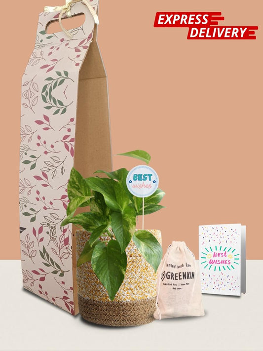 Money Plant Gold King Gift in Eco Pot (Medium)