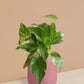 Gold King Money Plant in Ceramic Pot (Medium)