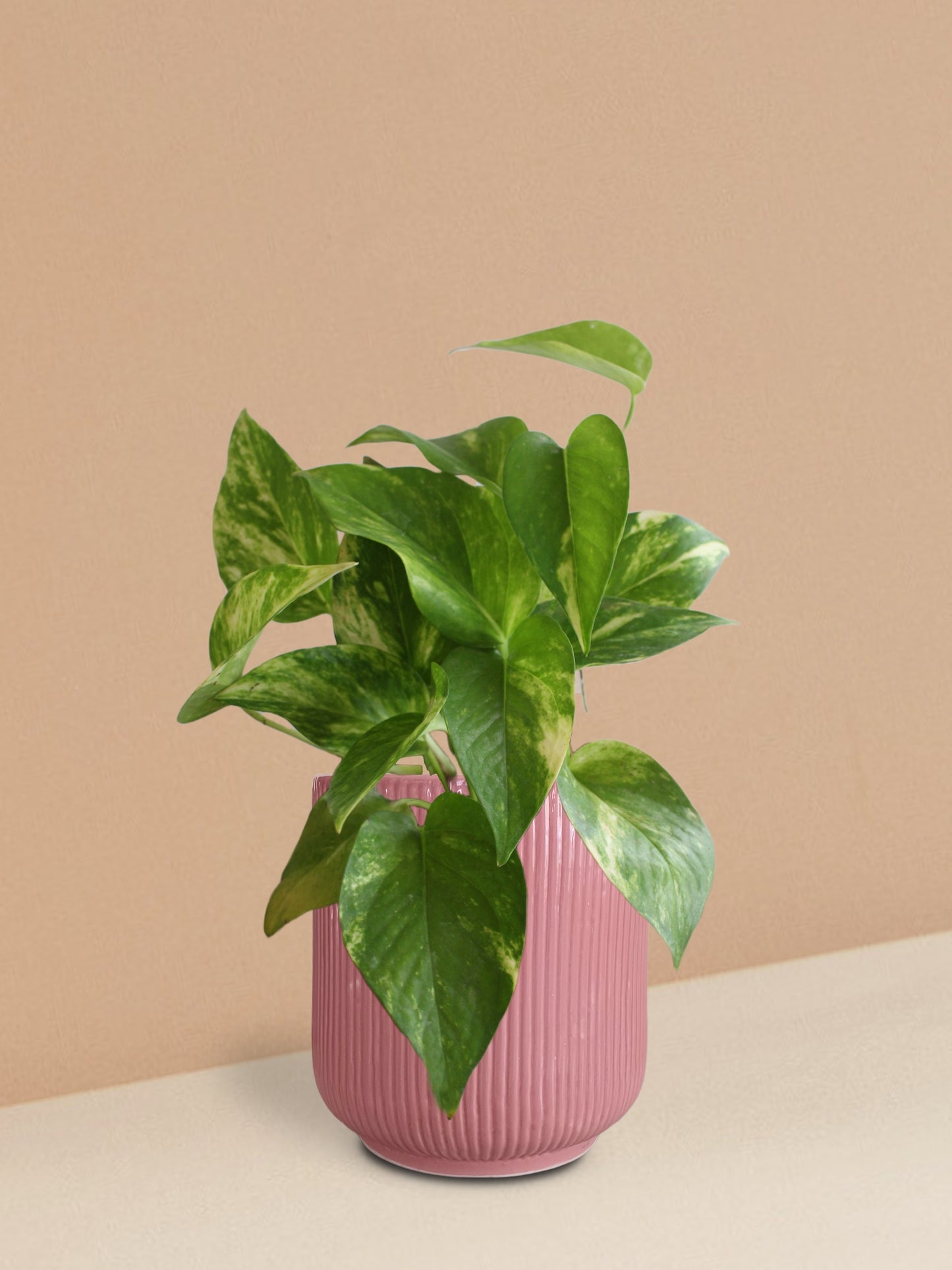 Gold King Money Plant in Ceramic Pot (Medium)