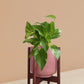 Gold King Money Plant in Ceramic Pot (Medium)