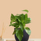 Money Plant Gold King (Small) in Eco Pot