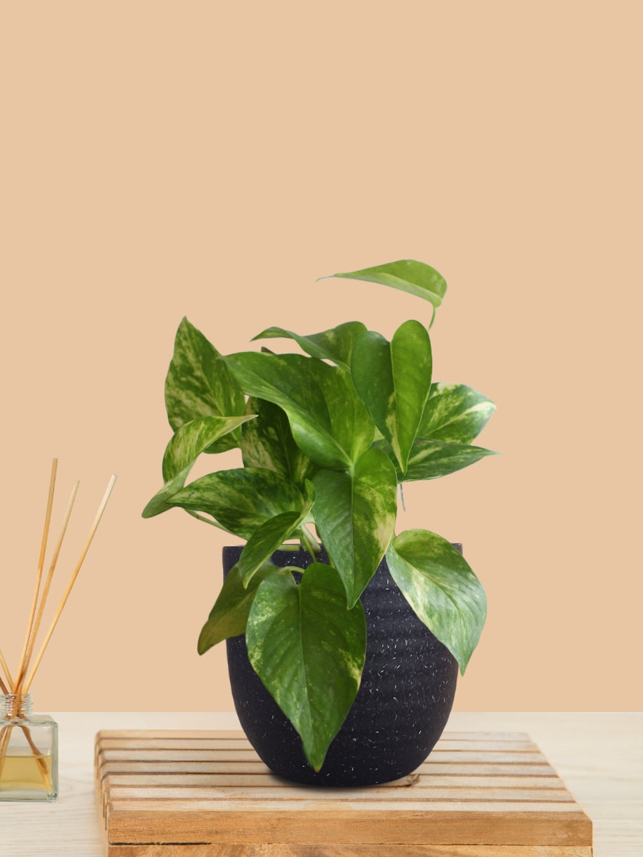 Money Plant Gold King (Small) in Eco Pot