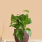 Money Plant Gold King (Small) in Eco Pot