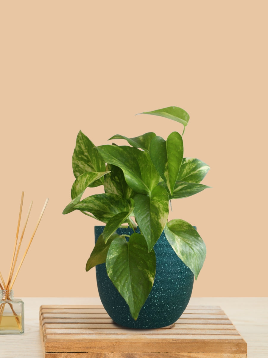 Money Plant Gold King (Small) in Eco Pot