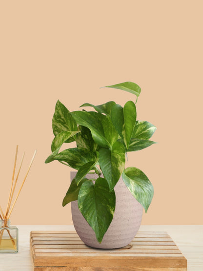 Money Plant Gold King (Small) in Eco Pot