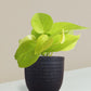 Money Plant Golden Gift in Eco Pot (Small)