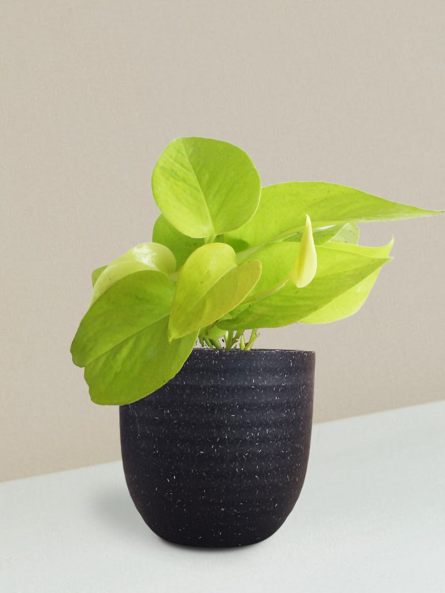 Money Plant Golden Gift in Eco Pot (Small)